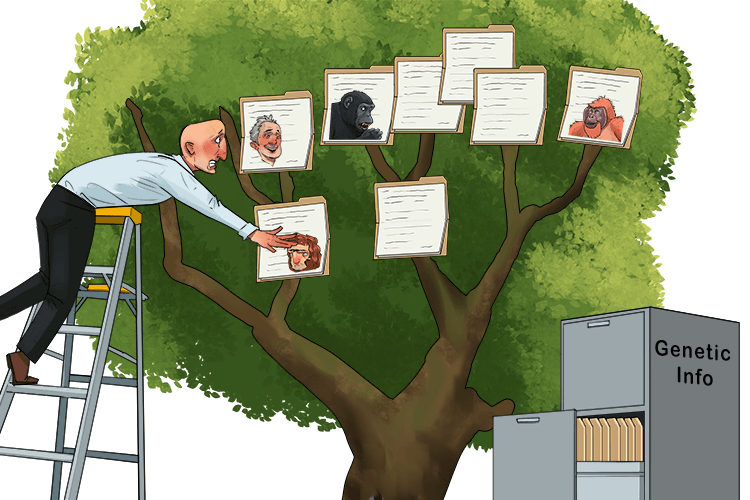 The files were opened and our genetic information was placed in a tree (phylogenetic tree) to show our evolutionary relationships